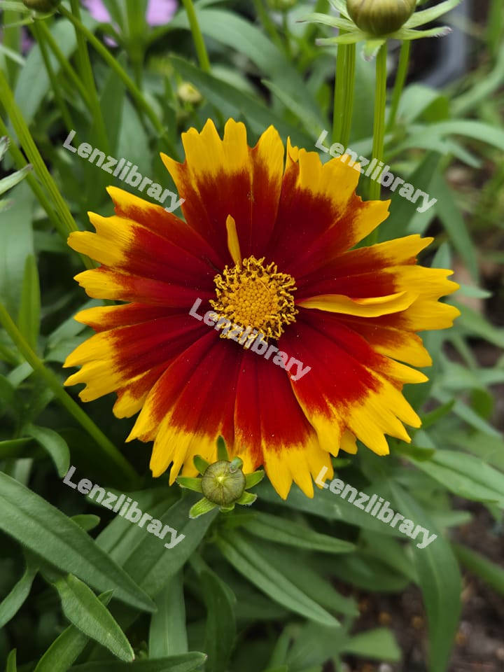 Plains Coreopsis Flower